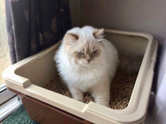 Maxi Sieve Litter Tray System (2 Base Trays,Sieve & Guard)